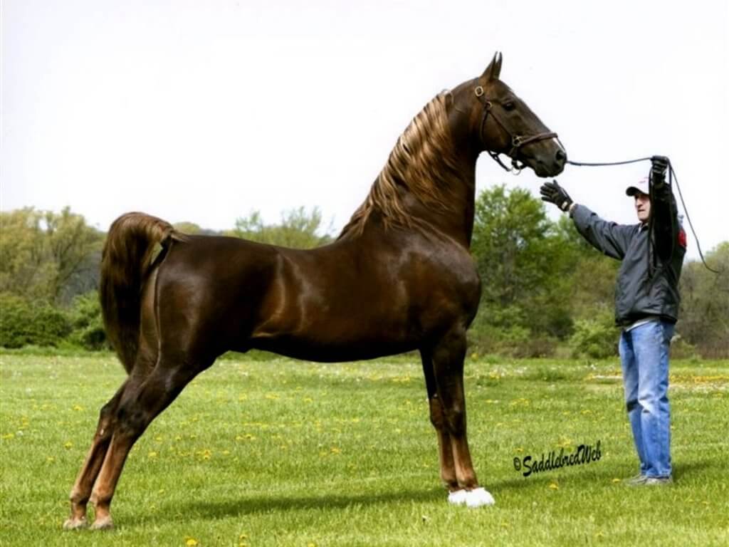 American Saddlebread